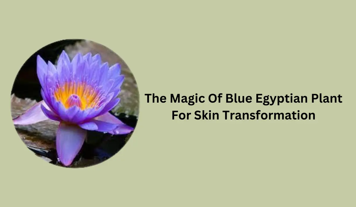 Blue Egyptian Plant For Skin