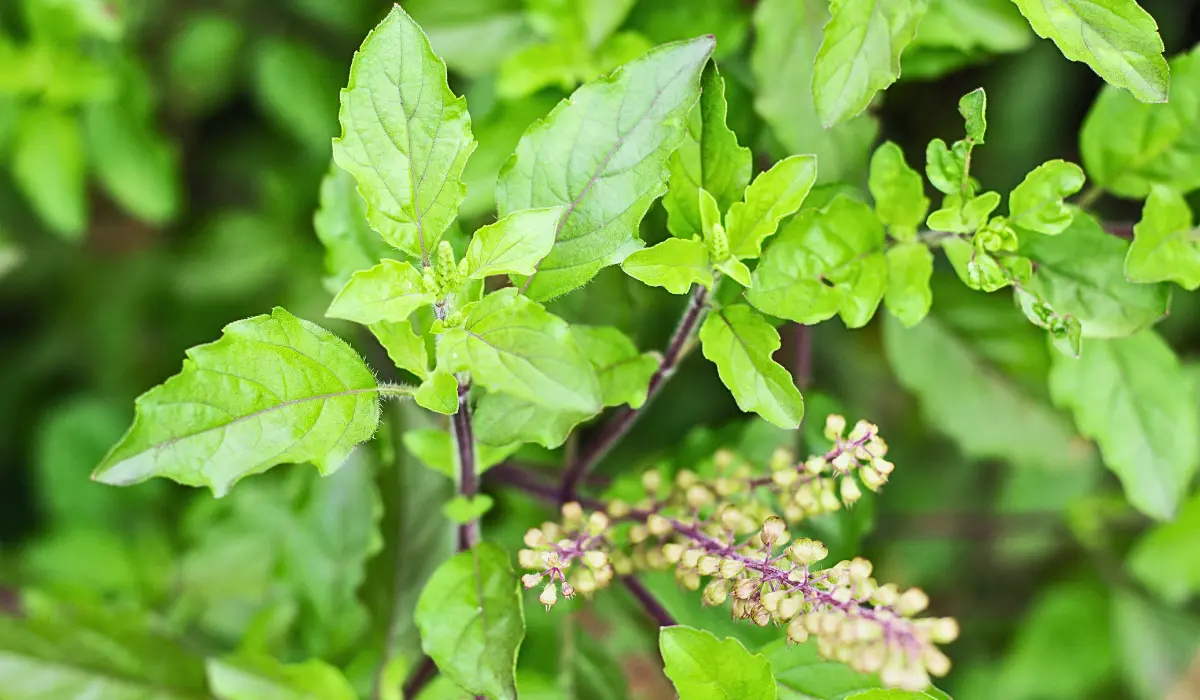 Holy Basil For Healthy Weight Loss