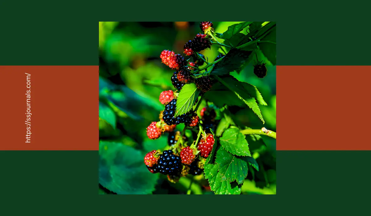 Is Wild Berry Good For Health