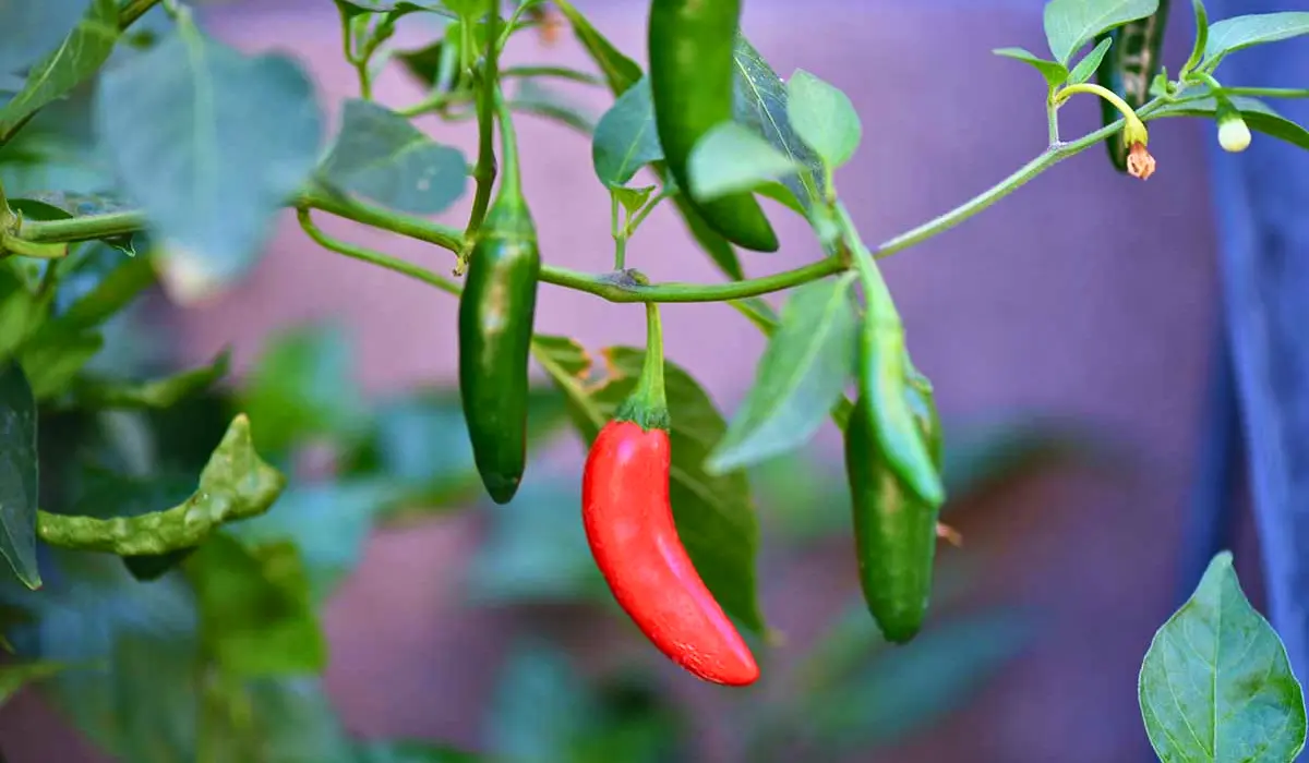 Serrano Pepper Benefits For Health