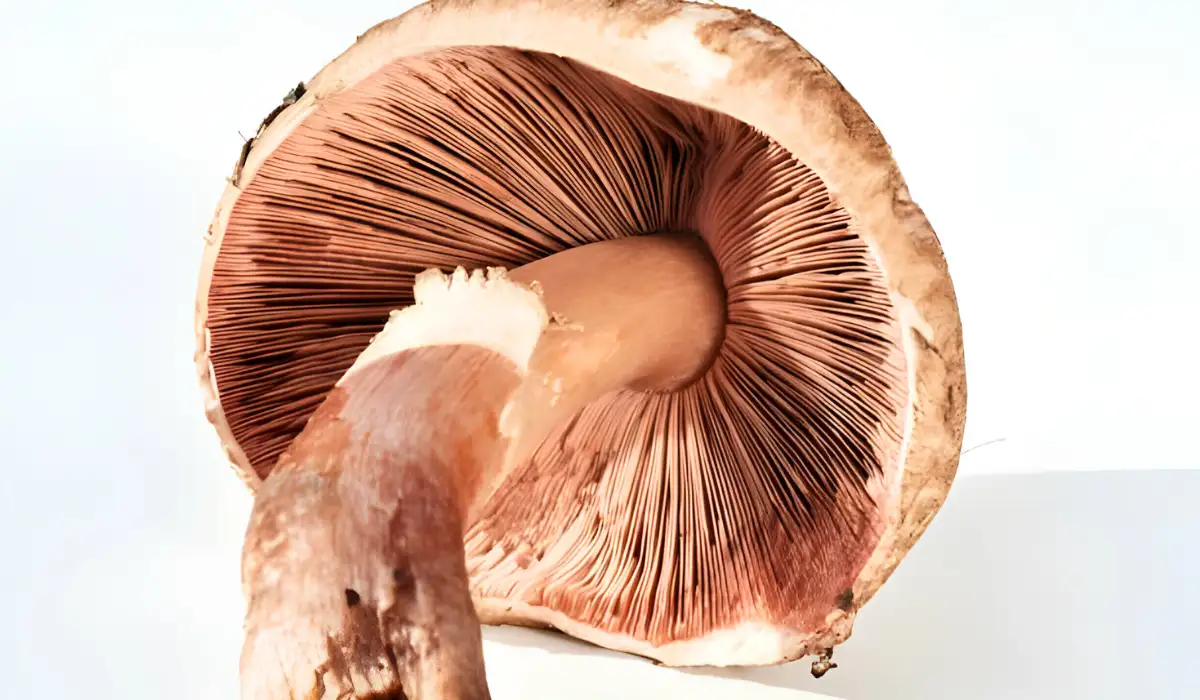 portobello mushroom