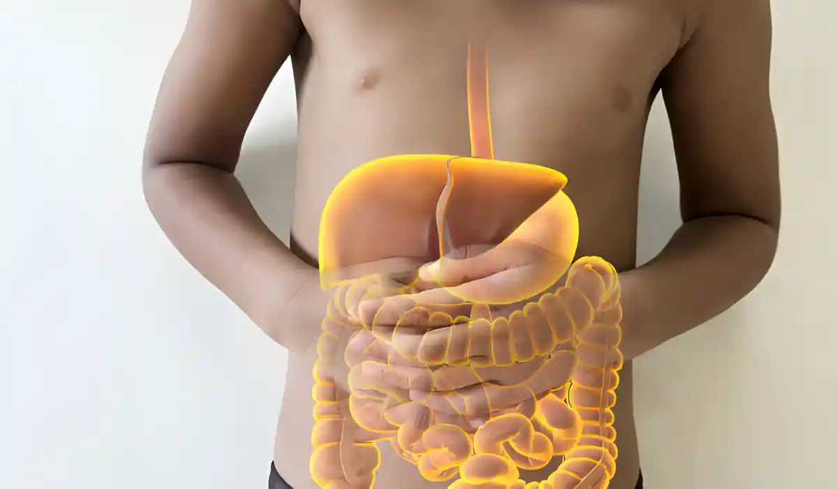 Digestive System Function