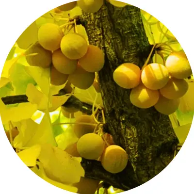 Ginkgo Biloba