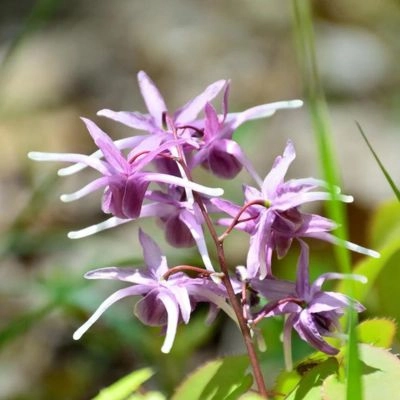 Herbe de chèvre cornée