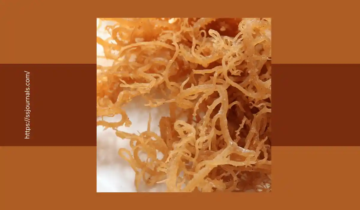 Is Sea Moss Good For Diabetics