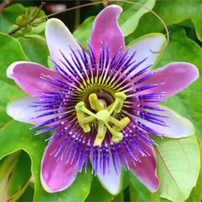 Passionflower extract 