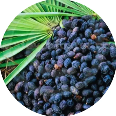 Saw Palmetto