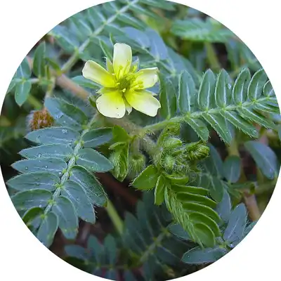 Tribulus