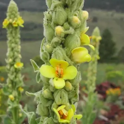 Verbascum Thapsus Mullein